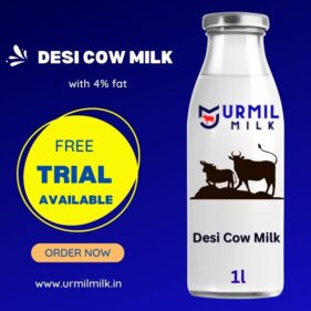 Desi cow milk with 4% fat